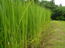 画像をギャラリービューアに読み込む, マコモ 190g まこも リバーヴ マコモ マコモパウダー 発送はネコポス