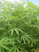 画像をギャラリービューアに読み込む, HEMPS 有機ヘンププロテイン1kg ヘンププロテイン 麻の実 ヘンプ プロテイン