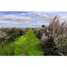 画像をギャラリービューアに読み込む, マヌカハニー MGO 550+ はちみつ ハチミツ 蜂蜜
